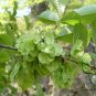 Ulmus Pumila, Siberian Elm Seed 500 PCS, Asiatic Elm Bai Yu