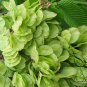 Ulmus Pumila, Siberian Elm Seed 500 PCS, Asiatic Elm Bai Yu
