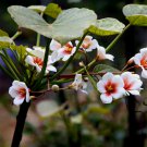 Vernicia Fordii, Tung Tree Seed 50 PCS, Tungoil Tree You Tong