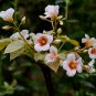Vernicia Fordii, Tung Tree Seed 50 PCS, Tungoil Tree You Tong