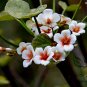 Vernicia Fordii, Tung Tree Seed 50 PCS, Tungoil Tree You Tong