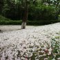 Vernicia Fordii, Tung Tree Seed 50 PCS, Tungoil Tree You Tong