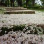 Vernicia Fordii, Tung Tree Seed 50 PCS, Tungoil Tree You Tong