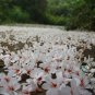 Vernicia Fordii, Tung Tree Seed 50 PCS, Tungoil Tree You Tong