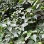 Vernicia Fordii, Tung Tree Seed 50 PCS, Tungoil Tree You Tong