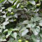 Vernicia Fordii, Tung Tree Seed 50 PCS, Tungoil Tree You Tong
