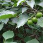 Vernicia Fordii, Tung Tree Seed 50 PCS, Tungoil Tree You Tong