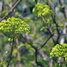 Viburnum Macrocephalum, Snowball Viburnum Seed 300 PCS, Mu Xiu Qiu