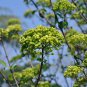 Viburnum Macrocephalum, Snowball Viburnum Seed 300 PCS, Mu Xiu Qiu