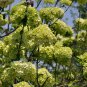 Viburnum Macrocephalum, Snowball Viburnum Seed 300 PCS, Mu Xiu Qiu