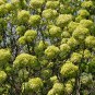 Viburnum Macrocephalum, Snowball Viburnum Seed 300 PCS, Mu Xiu Qiu