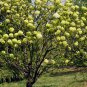 Viburnum Macrocephalum, Snowball Viburnum Seed 300 PCS, Mu Xiu Qiu