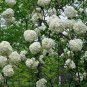 Viburnum Macrocephalum, Snowball Viburnum Seed 300 PCS, Mu Xiu Qiu