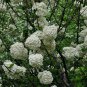 Viburnum Macrocephalum, Snowball Viburnum Seed 300 PCS, Mu Xiu Qiu