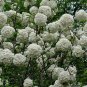 Viburnum Macrocephalum, Snowball Viburnum Seed 300 PCS, Mu Xiu Qiu