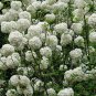 Viburnum Macrocephalum, Snowball Viburnum Seed 300 PCS, Mu Xiu Qiu