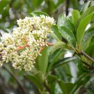 Viburnum Odoratissimum, Sweet Viburnum Seed 1000 PCS, Shanhu Shu