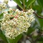 Viburnum Odoratissimum, Sweet Viburnum Seed 1000 PCS, Shanhu Shu