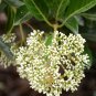 Viburnum Odoratissimum, Sweet Viburnum Seed 1000 PCS, Shanhu Shu