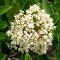 Viburnum Odoratissimum, Sweet Viburnum Seed 1000 PCS, Shanhu Shu