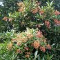 Viburnum Odoratissimum, Sweet Viburnum Seed 1000 PCS, Shanhu Shu