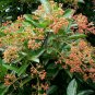 Viburnum Odoratissimum, Sweet Viburnum Seed 1000 PCS, Shanhu Shu
