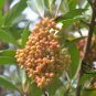 Viburnum Odoratissimum, Sweet Viburnum Seed 1000 PCS, Shanhu Shu