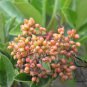 Viburnum Odoratissimum, Sweet Viburnum Seed 1000 PCS, Shanhu Shu