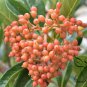 Viburnum Odoratissimum, Sweet Viburnum Seed 1000 PCS, Shanhu Shu