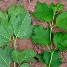 Viburnum Opulus, Guelder-rose Seed 1000 PCS, Water Elder Ouzhou Jia Mi