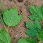 Viburnum Opulus, Guelder-rose Seed 1000 PCS, Water Elder Ouzhou Jia Mi