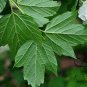 Viburnum Opulus, Guelder-rose Seed 1000 PCS, Water Elder Ouzhou Jia Mi