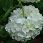 Viburnum Opulus, Guelder-rose Seed 1000 PCS, Water Elder Ouzhou Jia Mi