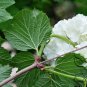 Viburnum Opulus, Guelder-rose Seed 1000 PCS, Water Elder Ouzhou Jia Mi