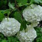 Viburnum Opulus, Guelder-rose Seed 1000 PCS, Water Elder Ouzhou Jia Mi