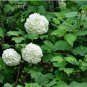 Viburnum Opulus, Guelder-rose Seed 1000 PCS, Water Elder Ouzhou Jia Mi