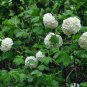 Viburnum Opulus, Guelder-rose Seed 1000 PCS, Water Elder Ouzhou Jia Mi
