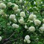 Viburnum Opulus, Guelder-rose Seed 1000 PCS, Water Elder Ouzhou Jia Mi