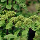 Viburnum Plicatum, Japanese Snowball Seed 1000 PCS, Fen Tuan Jia Mi