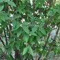 Viburnum Rhytidophyllum, Leatherleaf Viburnum Seed 1000 PCS, Zhou Ye Jia Mi