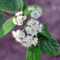 Viburnum Rhytidophyllum, Leatherleaf Viburnum Seed 1000 PCS, Zhou Ye Jia Mi