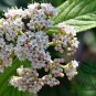 Viburnum Rhytidophyllum, Leatherleaf Viburnum Seed 1000 PCS, Zhou Ye Jia Mi