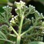 Viburnum Rhytidophyllum, Leatherleaf Viburnum Seed 1000 PCS, Zhou Ye Jia Mi