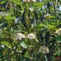 Viburnum Rhytidophyllum, Leatherleaf Viburnum Seed 1000 PCS, Zhou Ye Jia Mi