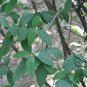 Viburnum Rhytidophyllum, Leatherleaf Viburnum Seed 1000 PCS, Zhou Ye Jia Mi