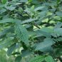 Viburnum Rhytidophyllum, Leatherleaf Viburnum Seed 1000 PCS, Zhou Ye Jia Mi