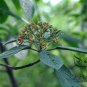 Viburnum Rhytidophyllum, Leatherleaf Viburnum Seed 1000 PCS, Zhou Ye Jia Mi