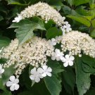 Viburnum Sargentii, Sargent Viburnum Seed 1000 PCS, Tian Mu Qiong Hua