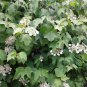 Viburnum Sargentii, Sargent Viburnum Seed 1000 PCS, Tian Mu Qiong Hua