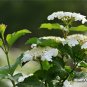 Viburnum Sargentii, Sargent Viburnum Seed 1000 PCS, Tian Mu Qiong Hua